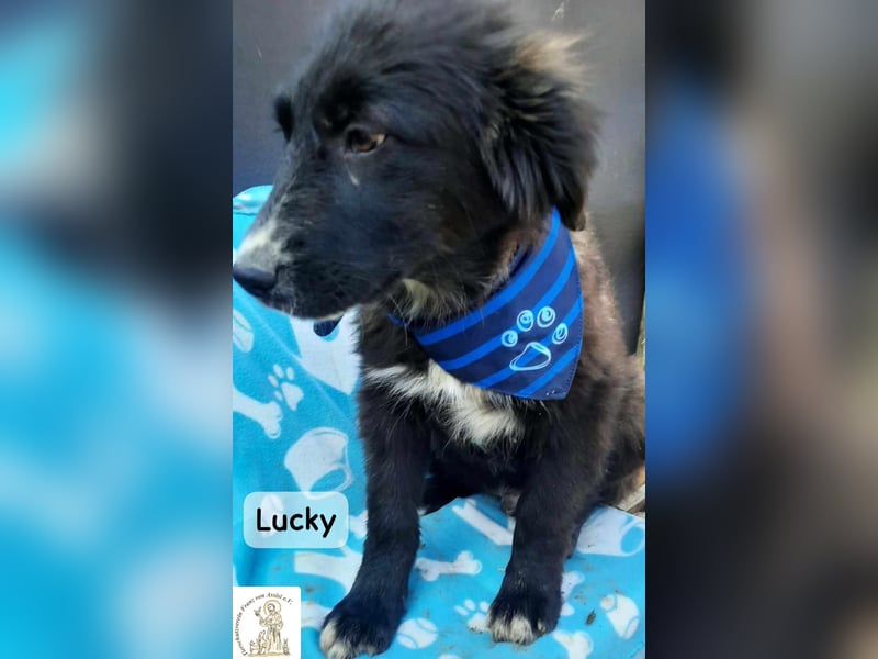 Lucky – kleiner Forscher auf vier Pfoten!