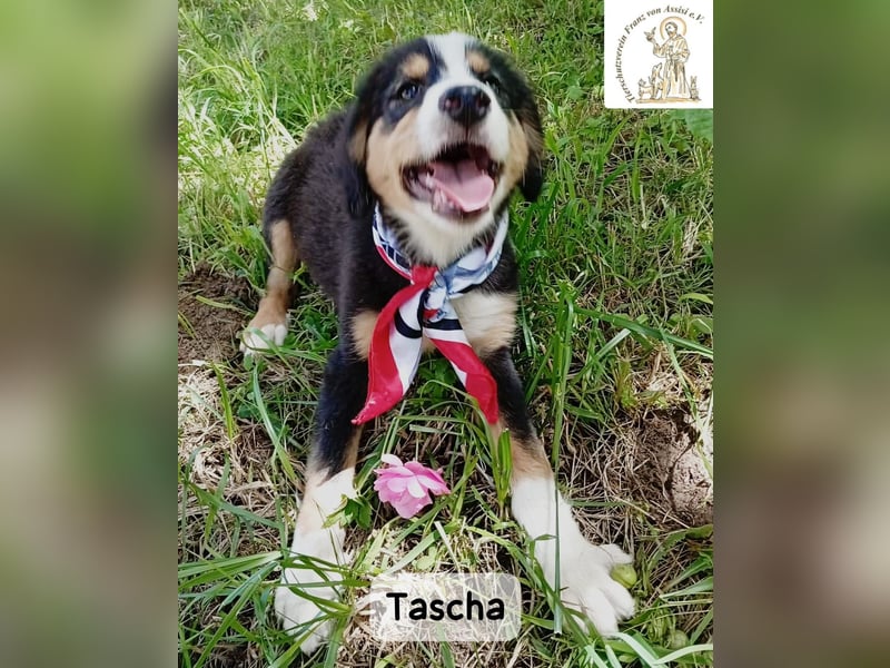 Tascha – heute wäre ein guter Tag, um ein Zuhause zu finden!