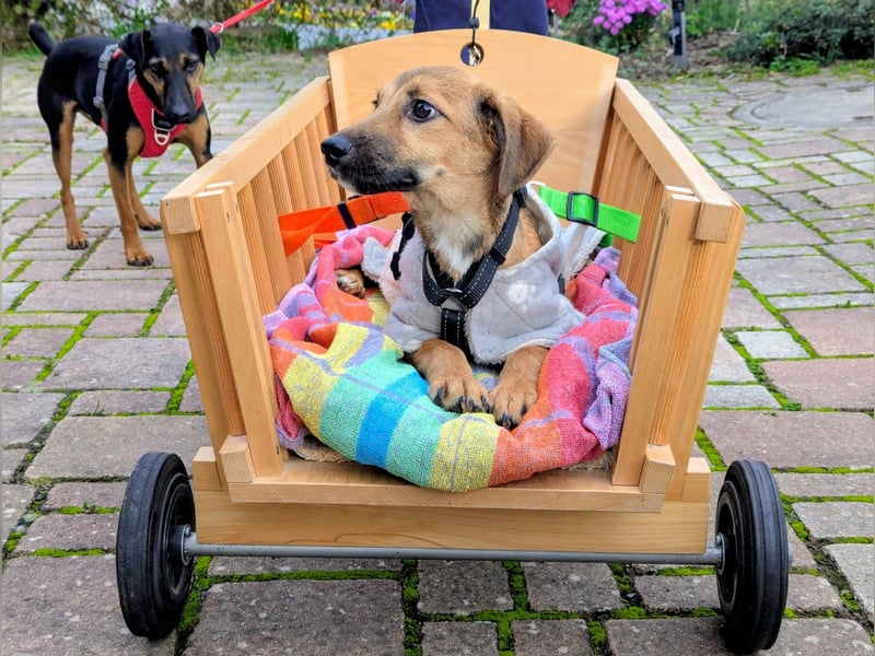 Sonnenschein Tapi mit Handicap wartet in Oberdürenbach