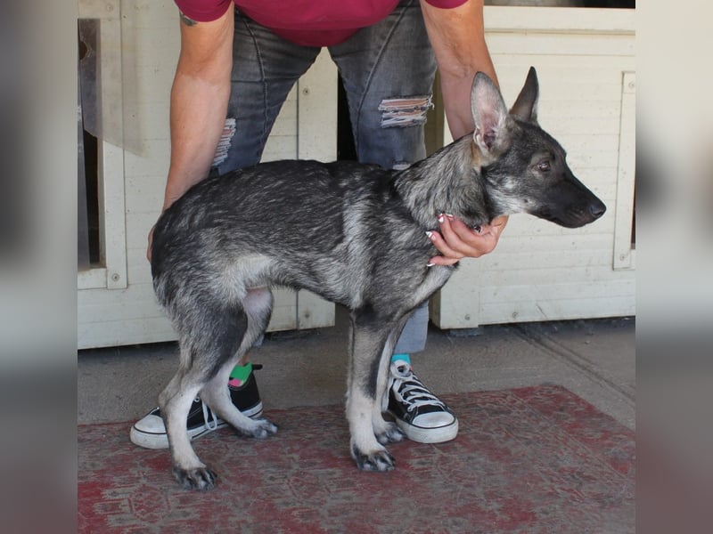 Wundervolle Eliska in 47829 Krefeld