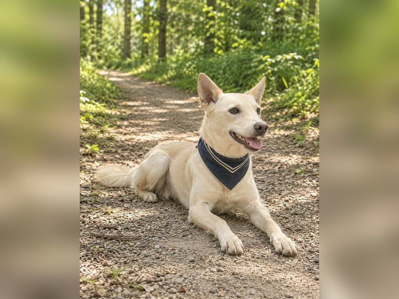 Charmanter Mati sucht ein passendes Zuhause