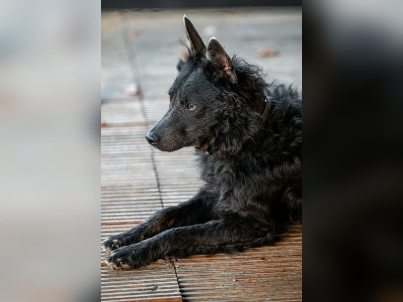 Sanfter Szike  in 38268 Lengede- Broistedt/ Nds.