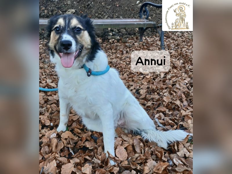 Annui – einmal gesehen, für immer im Kopf!