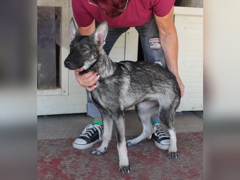 Wundervolle Eliska in 47829 Krefeld