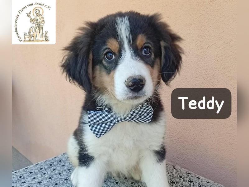 Teddy – talentiert in Kuscheln, Spielen und Unsinn machen!