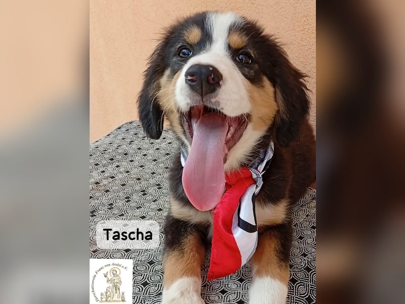 Tascha – heute wäre ein guter Tag, um ein Zuhause zu finden!
