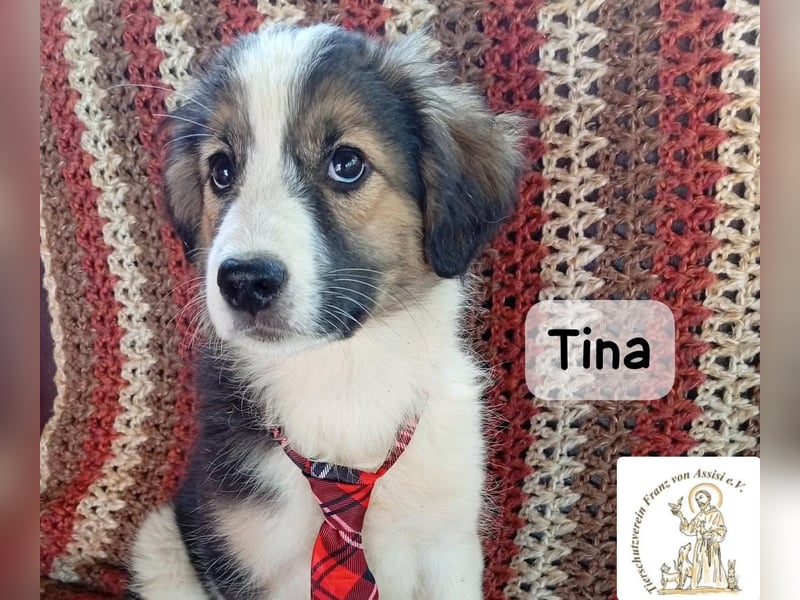 Tina – Manchmal braucht das Glück nur ein kleines Körbchen!