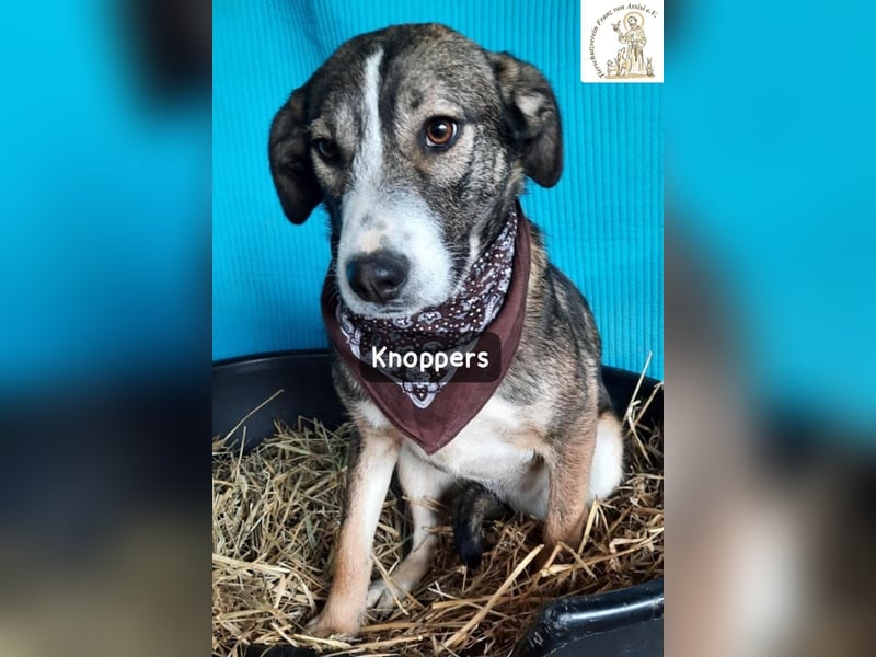 Knoppers – zuerst zurückhaltend, später zum Verlieben!
