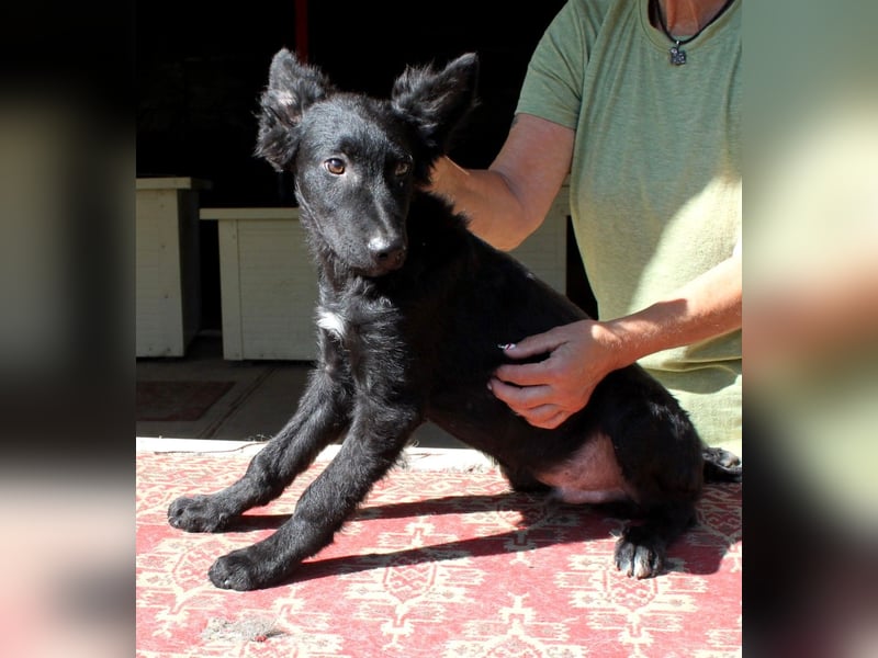 Sanfter Enzo sucht sein Zuhause