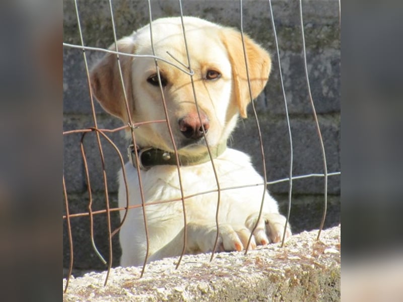 Simba, möche noch viel lernen