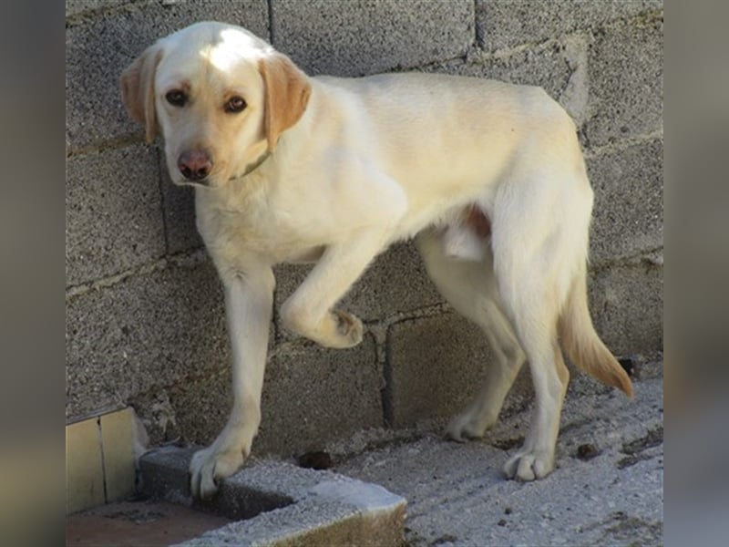 Simba, möche noch viel lernen