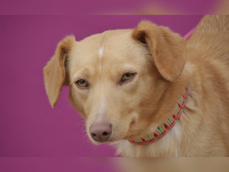 Schenkst du Polola ein Zuhause, in dem sie endlich ankommen darf?