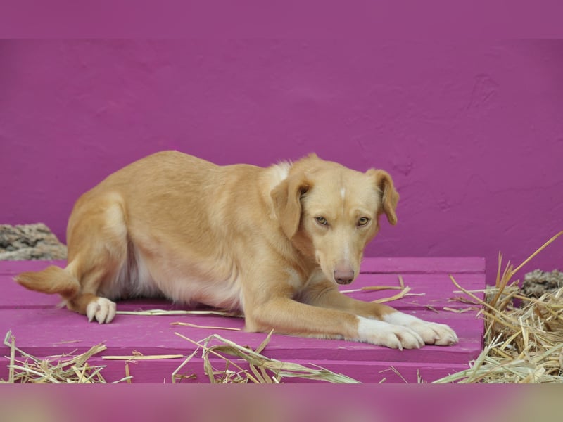 Schenkst du Polola ein Zuhause, in dem sie endlich ankommen darf?