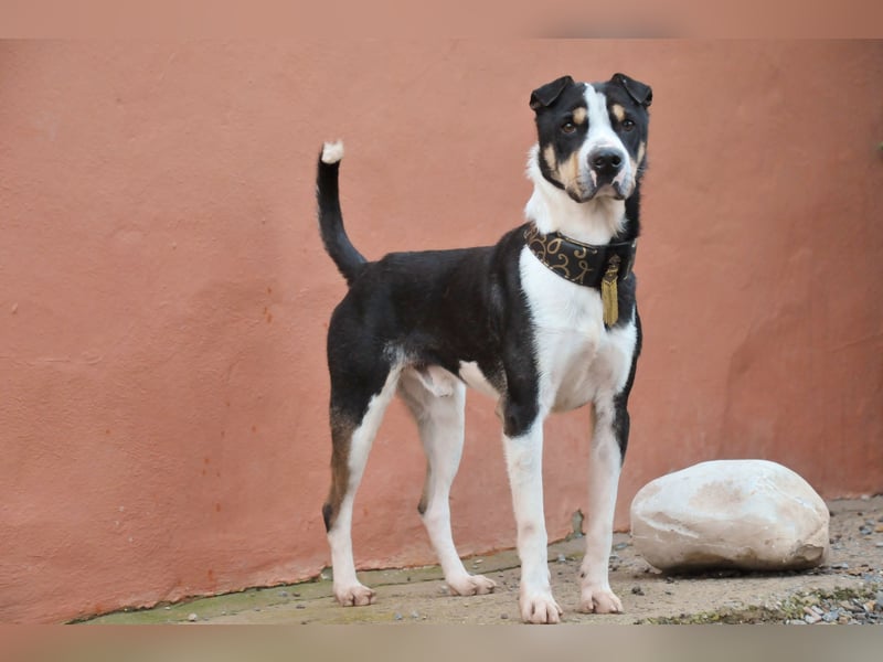 Zeigst du Sharif, dass seine Zukunft hell ist?