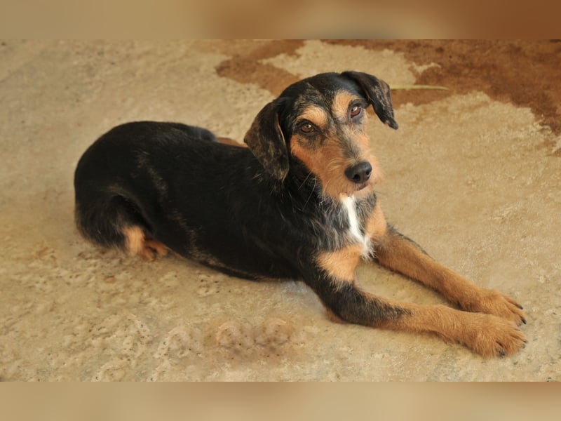 Schenken Sie Tec das Zuhause das er verdient?