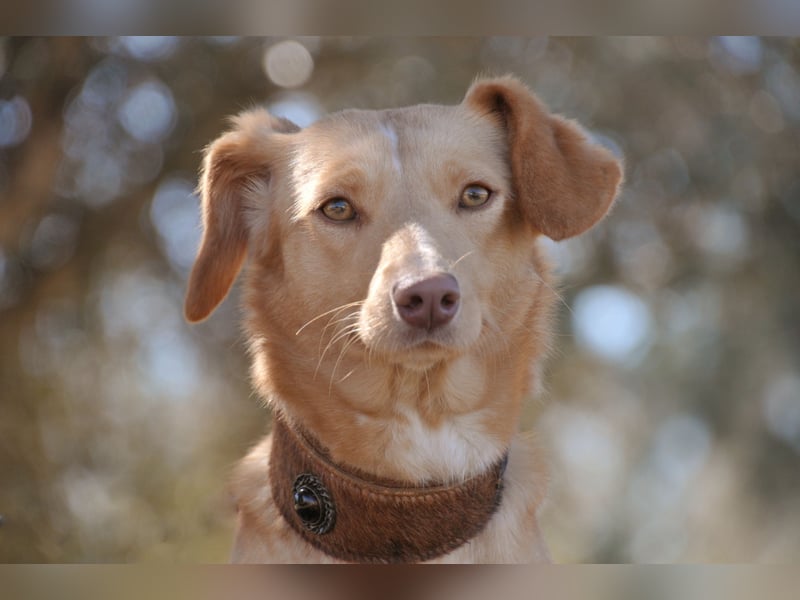Schenkst du Polola ein Zuhause, in dem sie endlich ankommen darf?