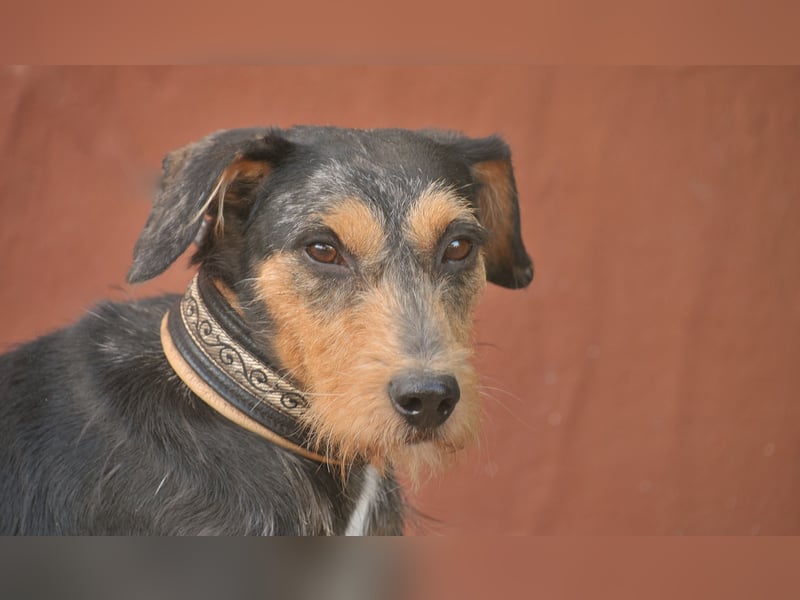 Schenken Sie Tec das Zuhause das er verdient?