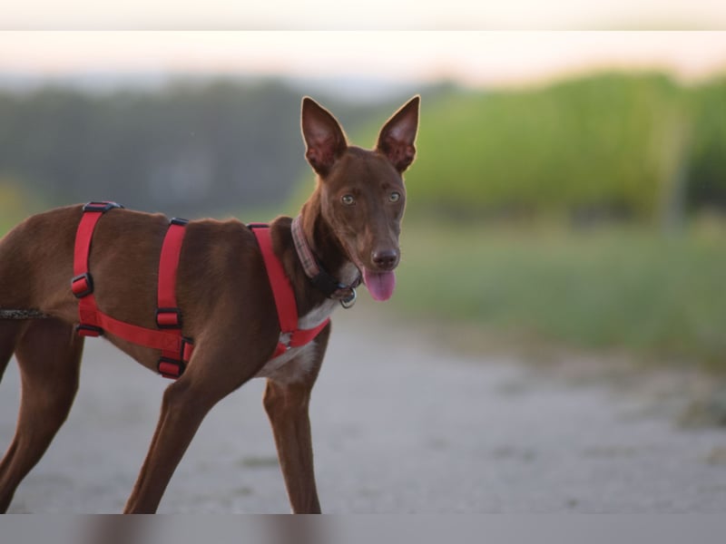 Darf Pocahontas mit dir in ein neues Leben starten?