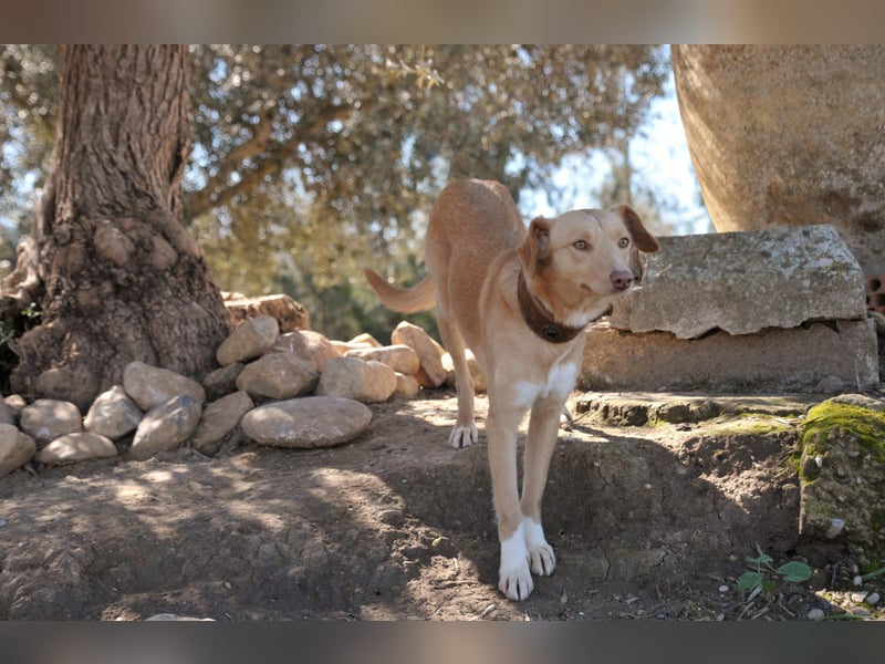 Schenkst du Polola ein Zuhause, in dem sie endlich ankommen darf?