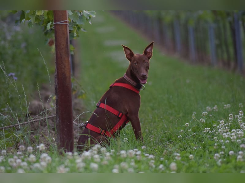 Darf Pocahontas mit dir in ein neues Leben starten?