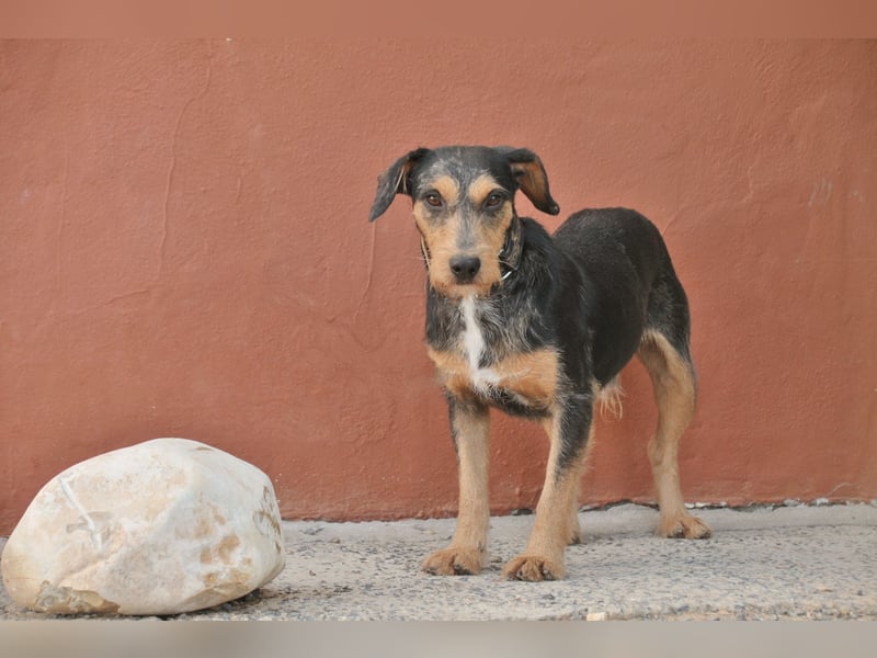 Schenken Sie Tec das Zuhause das er verdient?