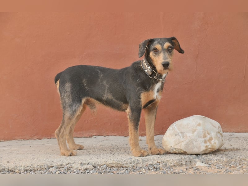 Schenken Sie Tec das Zuhause das er verdient?