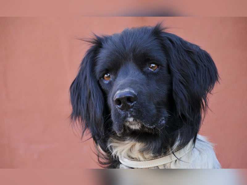 Möchtest du Otto zeigen, wie sich ein echtes Zuhause anfühlt?