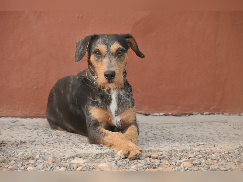 Schenken Sie Tec das Zuhause das er verdient?