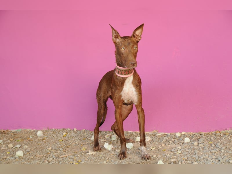 Darf Pocahontas mit dir in ein neues Leben starten?