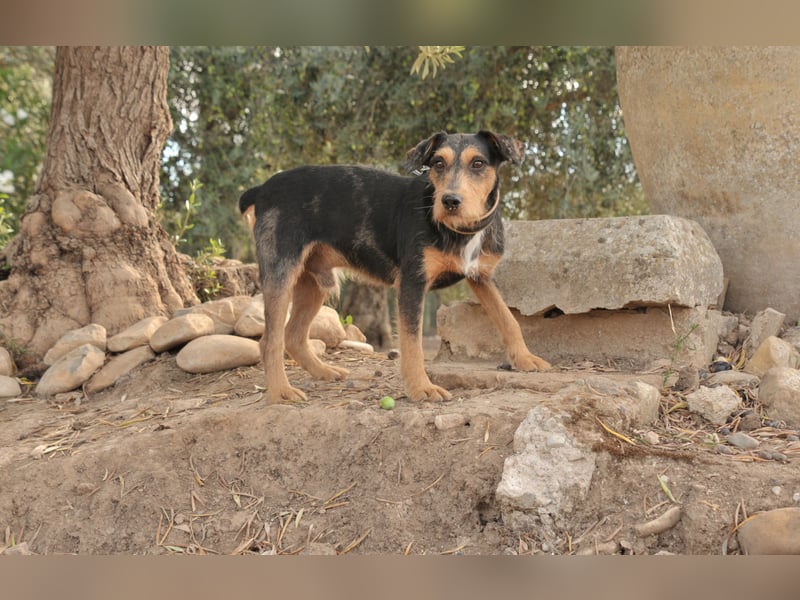 Schenken Sie Tec das Zuhause das er verdient?