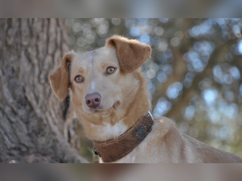 Schenkst du Polola ein Zuhause, in dem sie endlich ankommen darf?