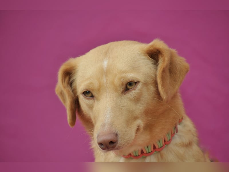 Schenkst du Polola ein Zuhause, in dem sie endlich ankommen darf?