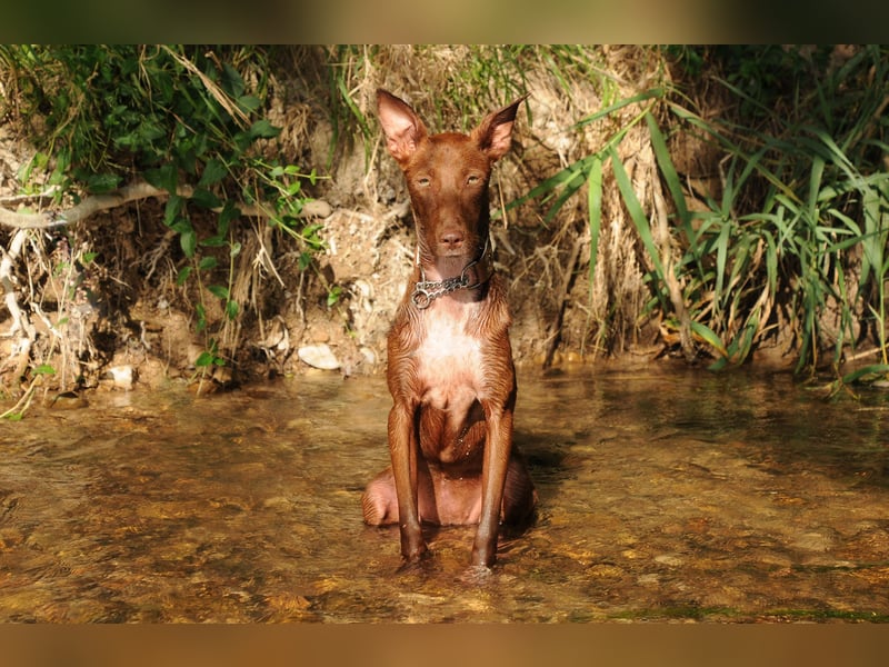 Darf Pocahontas mit dir in ein neues Leben starten?