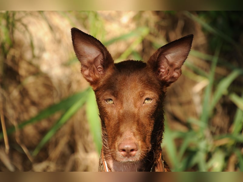 Darf Pocahontas mit dir in ein neues Leben starten?