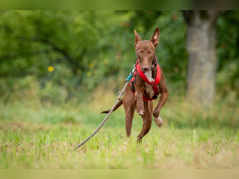 Darf Pocahontas mit dir in ein neues Leben starten?