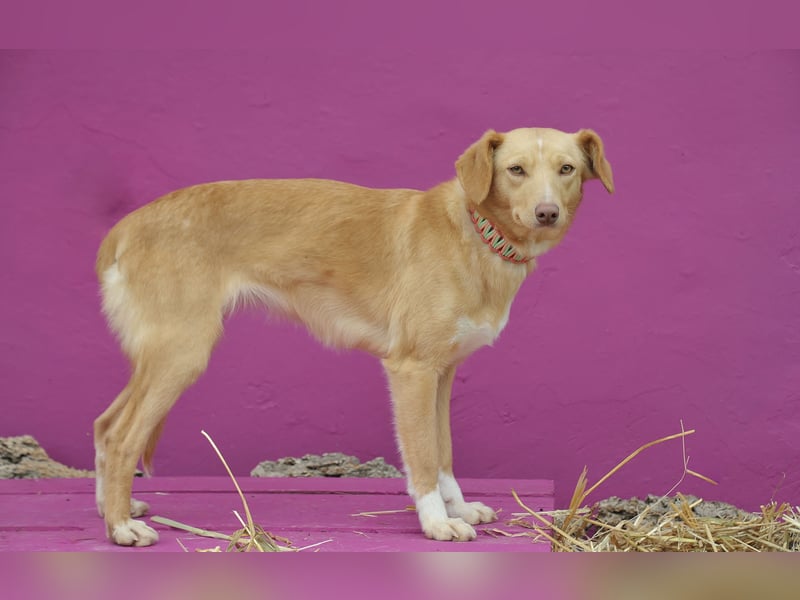 Schenkst du Polola ein Zuhause, in dem sie endlich ankommen darf?