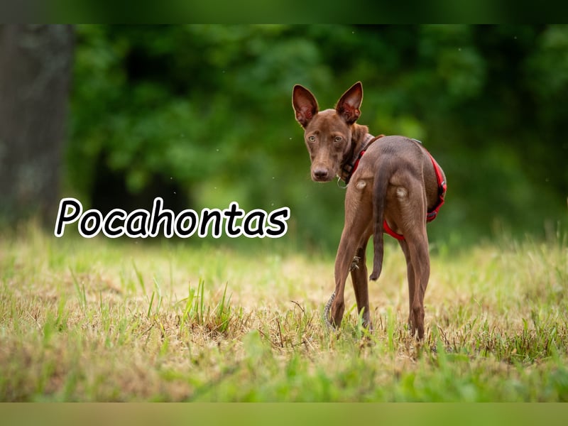 Darf Pocahontas mit dir in ein neues Leben starten?