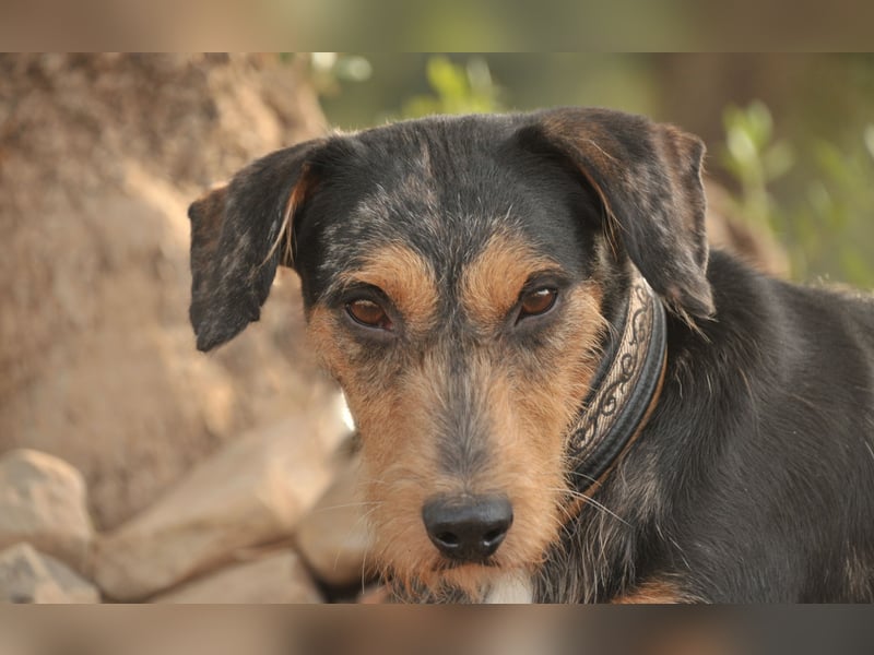 Schenken Sie Tec das Zuhause das er verdient?