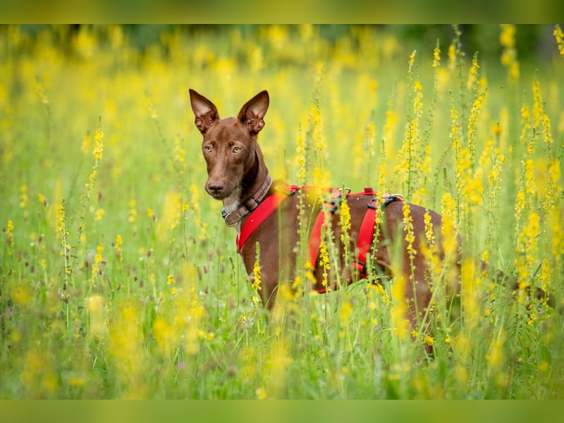 Darf Pocahontas mit dir in ein neues Leben starten?