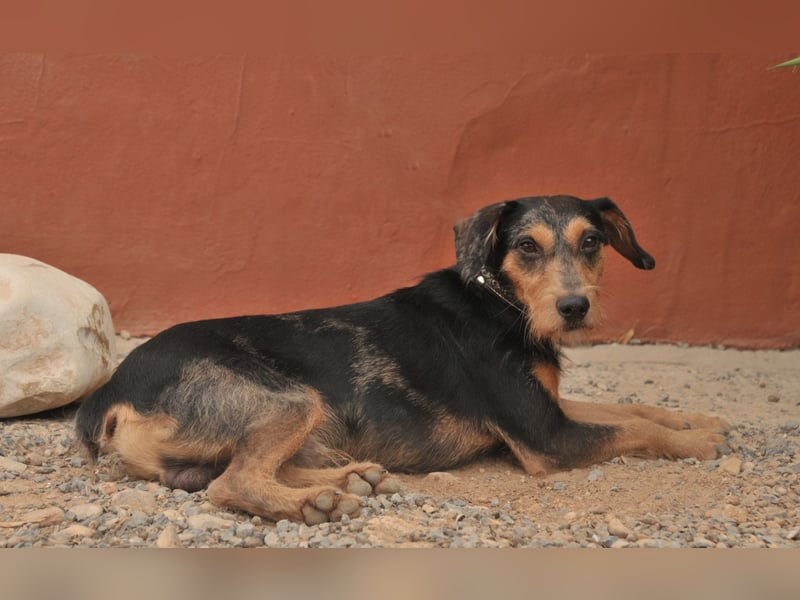 Schenken Sie Tec das Zuhause das er verdient?