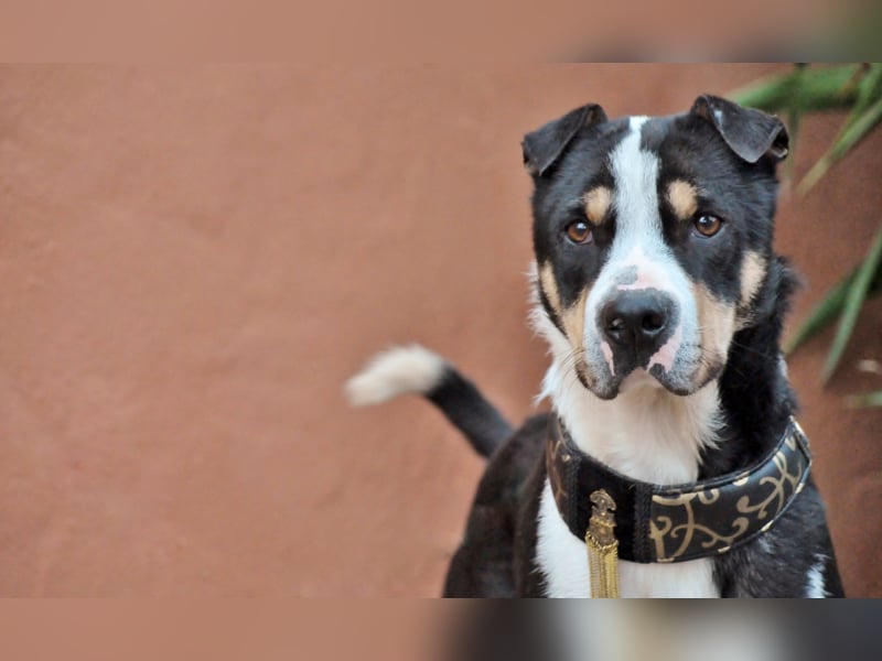 Zeigst du Sharif, dass seine Zukunft hell ist?