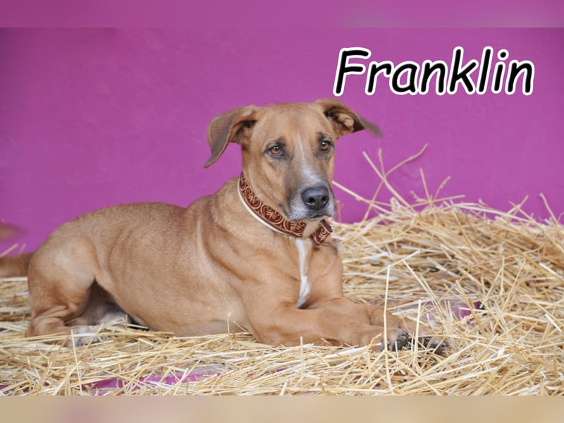 Wer möchte Franklin die Chance geben, endlich seinen Platz fürs Leben zu finden?