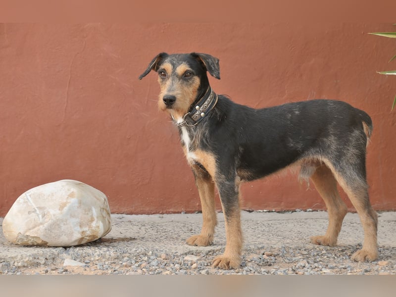 Schenken Sie Tec das Zuhause das er verdient?