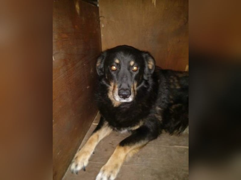 Bella wünscht sich so sehr ein Zuhause  