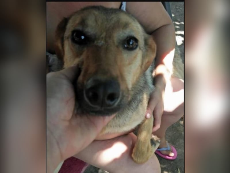 Peggy, die liebe Kuschelmaus sucht euch!  