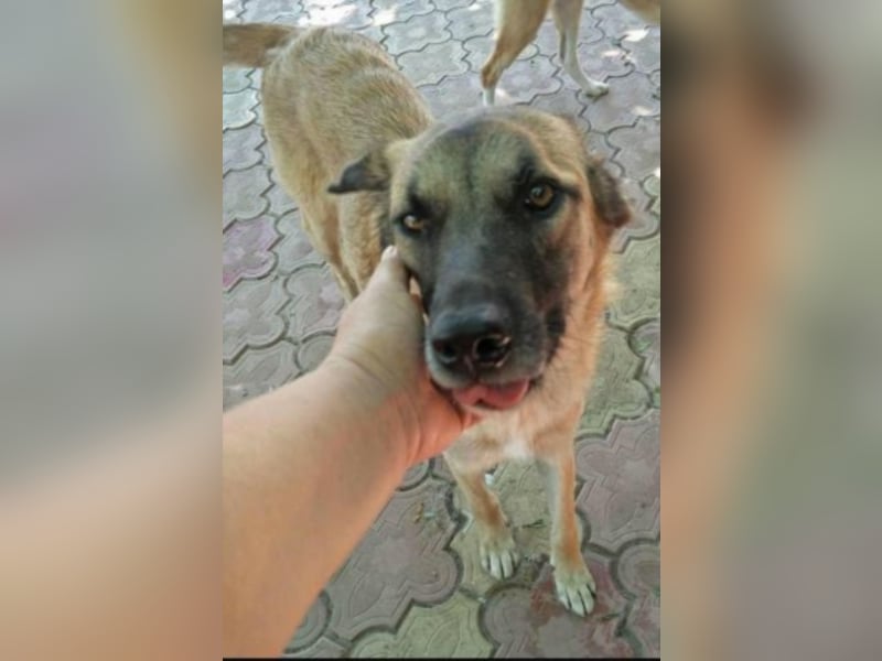 Lizi, Zuhause gesucht  