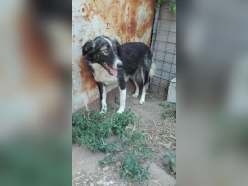 Esley, hübscher Rüde wartet so lange   