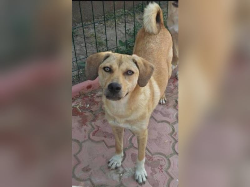 Asta sucht ihre Familie  