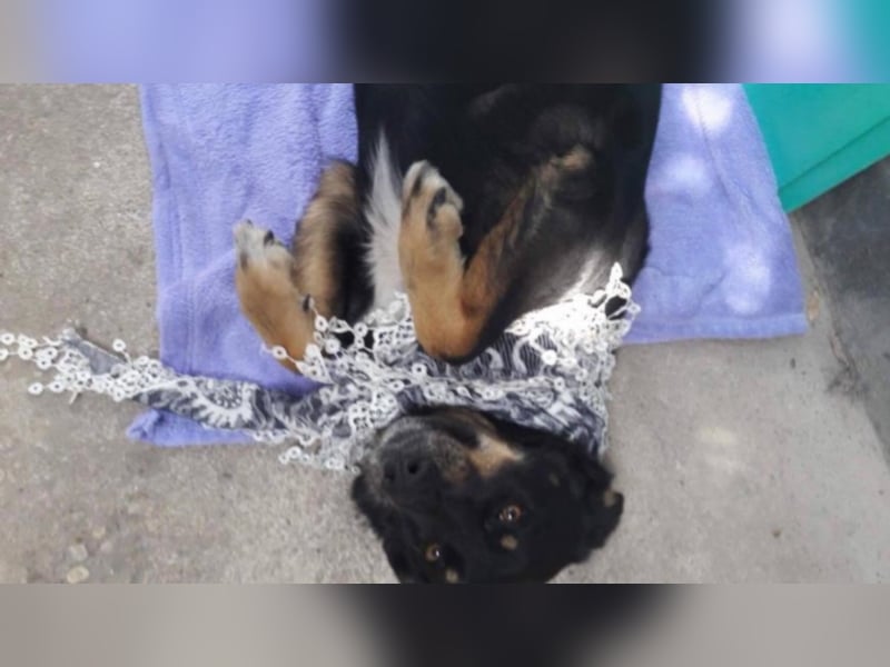 Bella wünscht sich so sehr ein Zuhause  