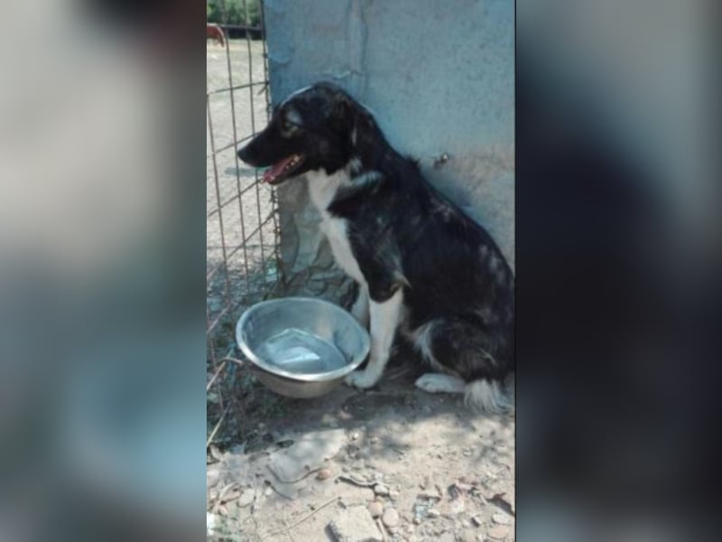 Esley, hübscher Rüde wartet so lange   